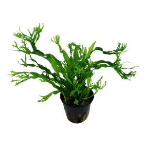 Tropica Microsorum pteropus Windeløv Java Fern