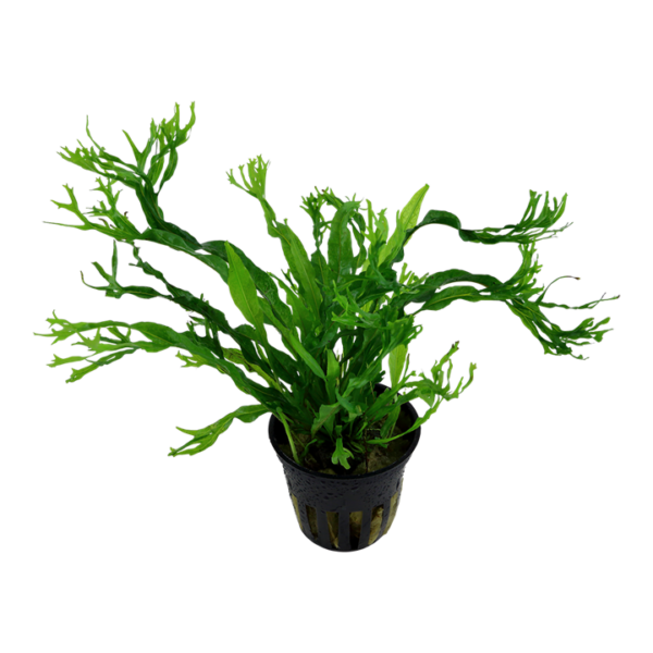 Tropica Microsorum pteropus Windeløv Java Fern