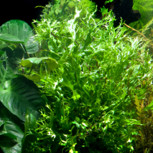 Tropica Microsorum pteropus Windeløv Java Fern