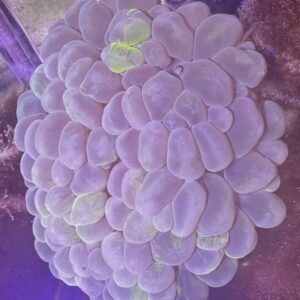 Cat Eyes Bubble Coral (Plerogyra sinuosa)