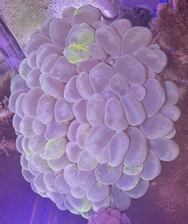 Cat Eyes Bubble Coral (Plerogyra sinuosa)