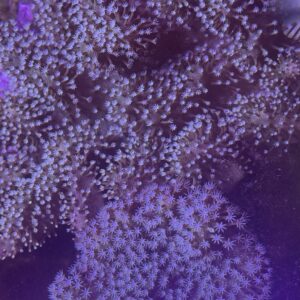 Lobophytum Leather Coral