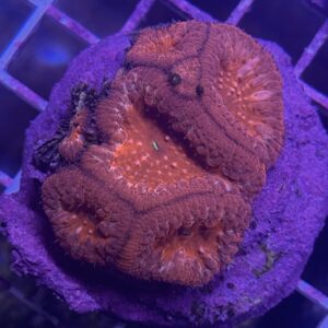 Blastomussa Wellsi Red Neon