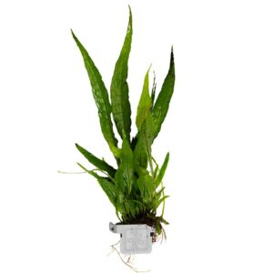 Tropica Java Fern Microsorum pteropus clip