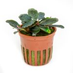 Tropica Bucephalandra sordidula ‘Blue’
