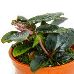 Tropica Bucephalandra sordidula ‘Blue’