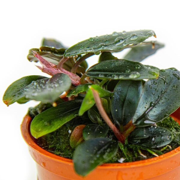 Tropica Bucephalandra sordidula ‘Blue’