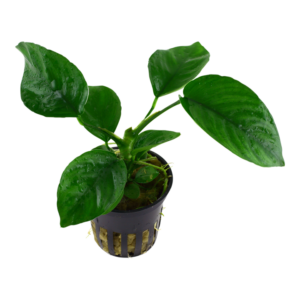 Tropica Anubias Barteri Caladiifolia