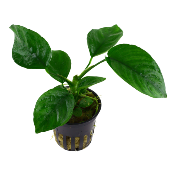 Tropica Anubias Barteri Caladiifolia