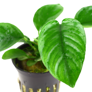 Tropica Anubias Barteri Caladiifolia