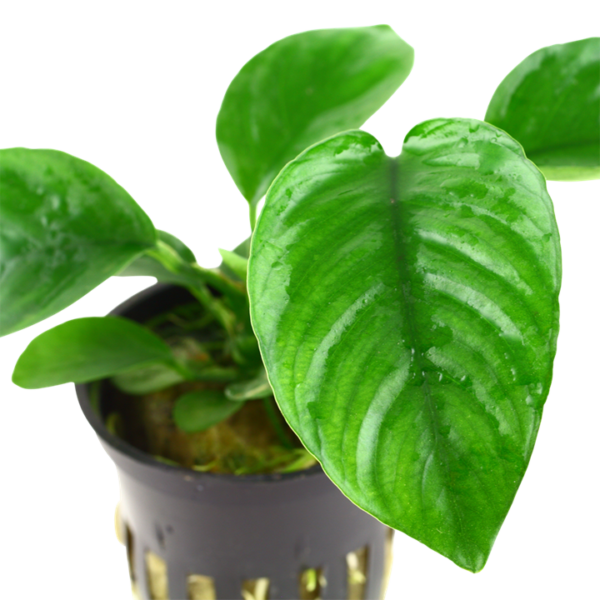 Tropica Anubias Barteri Caladiifolia