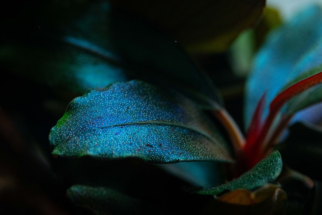 Tropica Bucephalandra Sordidula 'Blue' | HeldeReef Aquatics