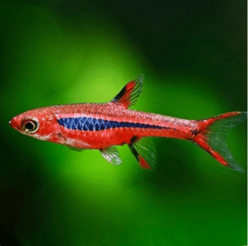 Chili Rasbora | HeldeReef Aquatics