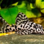 Cracked Zebra Pleco L236