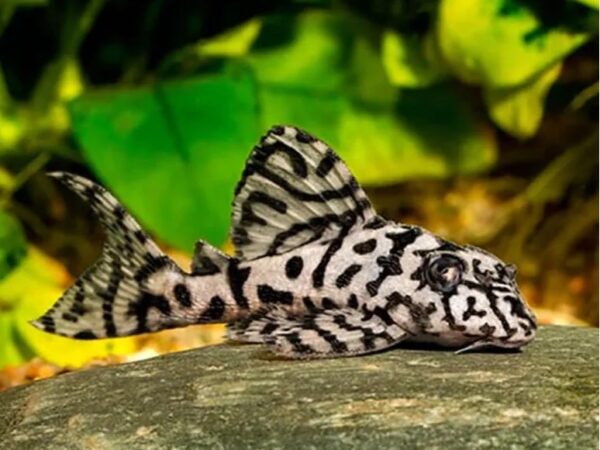 L236CrackedZebraPleco Cracked Zebra Pleco L236