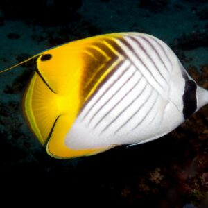 Threadfin Butterflyfish