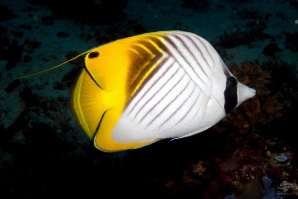Threadfin Butterflyfish