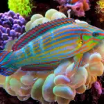 Melanurus Wrasse