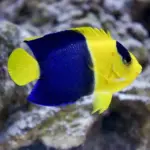 Bicolor Angelfish