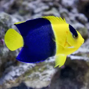 Bicolor Angelfish