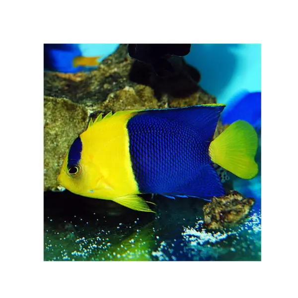 Bicolor Angelfish