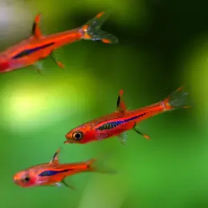Chili Rasbora