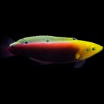 Radiant Wrasse