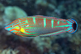 Melanurus Wrasse