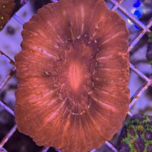 Cynarina Lacrymalis Red