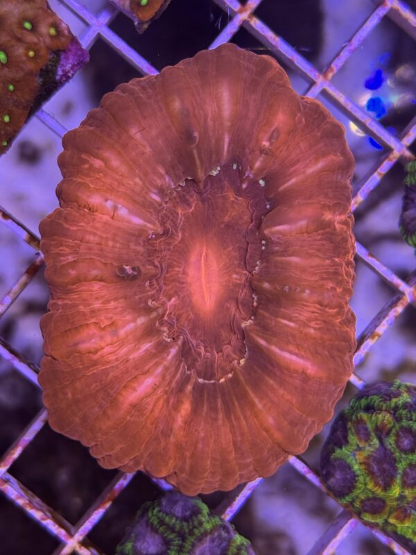 Cynarina Lacrymalis Red