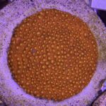 Meteor Shower Cyphastrea Red