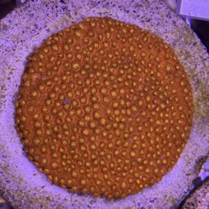 Meteor Shower Cyphastrea Red