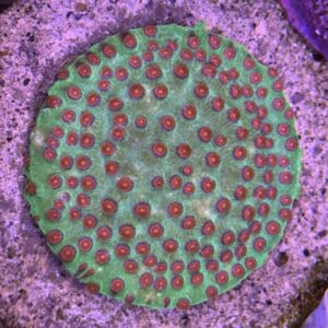 Meteor Shower Cyphastrea Green