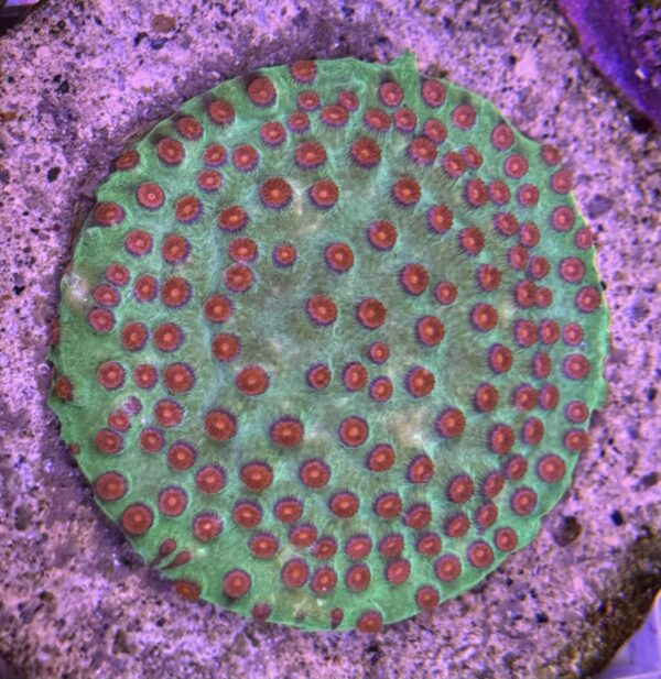 Meteor Shower Cyphastrea Green