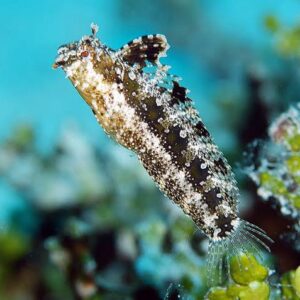 Highfin Fangblenny