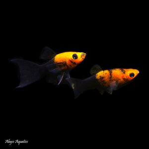 Gold Dust Lyretail Molly