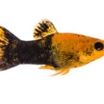 Gold Dust Lyretail Molly