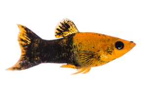 Gold Dust Lyretail Molly