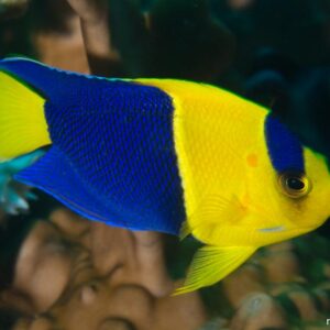 Bicolor Angelfish