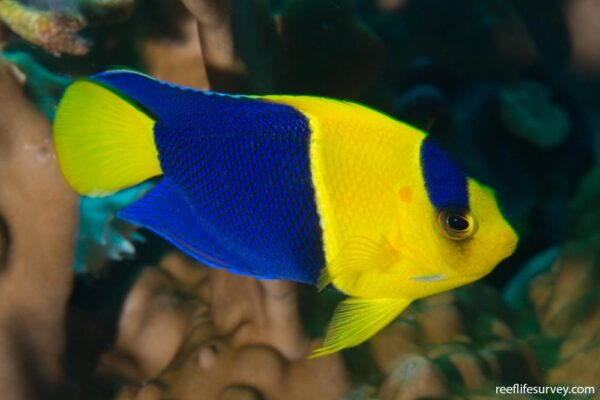 Bicolor Angelfish