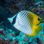 Threadfin Butterflyfish