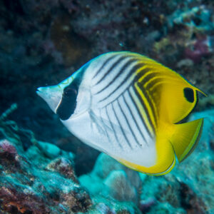 Threadfin Butterflyfish