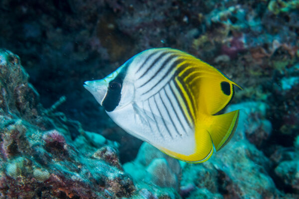 Threadfin Butterflyfish