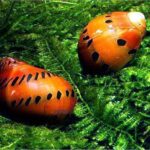 Red Onion Nerite Snail