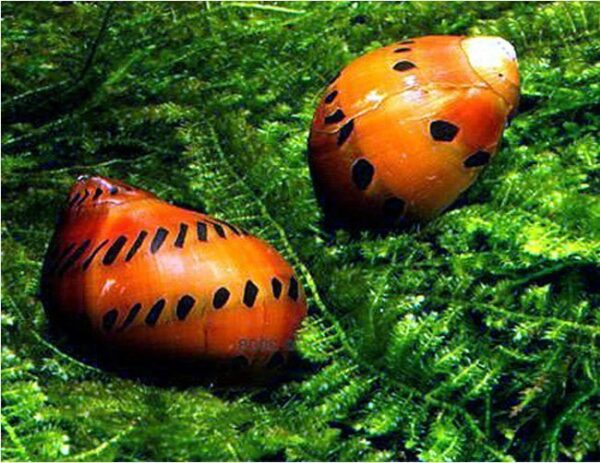 Red Onion Nerite Snail