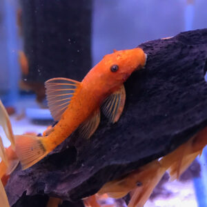 Super Red Ancistrus (Bristlenose Pleco)