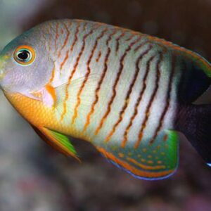 Eibli Angelfish