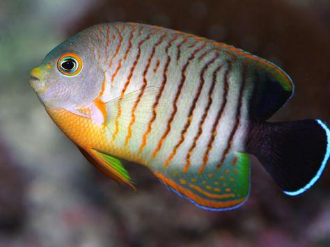 Eibli Angelfish