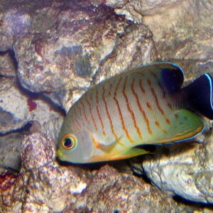 Eibli Angelfish