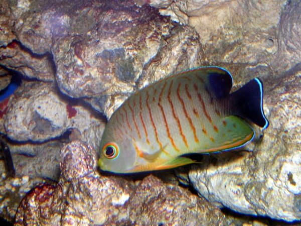 Centropyge_eibli Eibli Angelfish